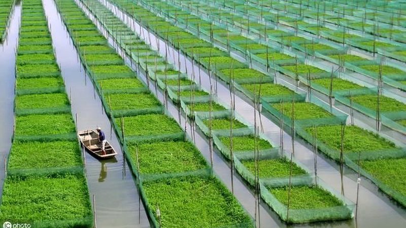 土地股份合作社章程范本：构建规范运营的基石