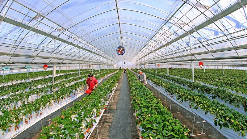 微量元素肥在农业种植中的关键作用**