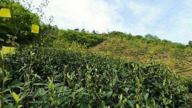 大棚农业种植基地承包材质选择：揭秘影响产量的关键因素**