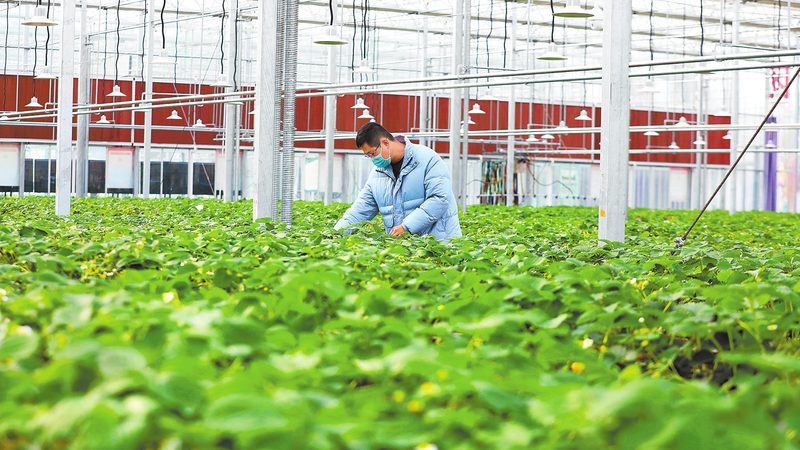 农业种植技术员证补贴政策：解读与影响**