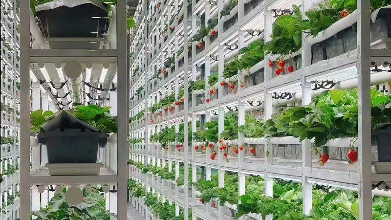 有机蔬菜和它差在哪？一张图看明白